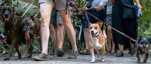 Jetzt auch am Pariser Platz. Bisher demonstrierten Frauchen und Herrchen nur am Schlachtensee gegen das Hundeverbot an diesem Gewässer. Am Sonntag aber ziehen sie vors Brandenburger Tor.