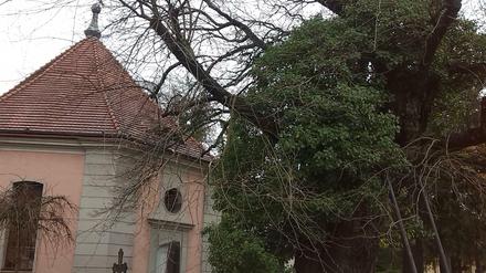 Efeu wuchert auf diesem alten Maulbeerbaum in die Höhe. Die Ranken sollen ebenfalls bei den laut Baumgutachter "lebensrettenden Maßnahmen" entfernt werden