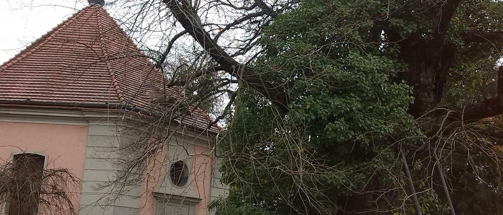 Efeu wuchert auf diesem alten Maulbeerbaum in die Höhe. Die Ranken sollen ebenfalls bei den laut Baumgutachter "lebensrettenden Maßnahmen" entfernt werden