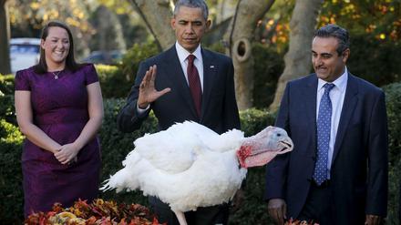 Du darfst weiterleben: Barack Obama begnadigt im Garten des Weißen Hauses einen Truthahn.