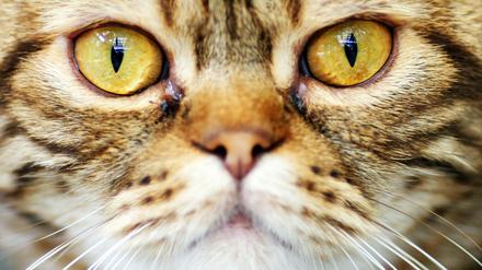 Die Bürger von Brüssel sollen sich auf sozialen Medien zurückhalten, damit keine Informationen an die Terroristen gelangen. Unter dem Hashtag #BrusselsLockdown folgen dann viele Katzenbilder. Ob das hilft?