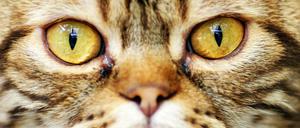 Die Bürger von Brüssel sollen sich auf sozialen Medien zurückhalten, damit keine Informationen an die Terroristen gelangen. Unter dem Hashtag #BrusselsLockdown folgen dann viele Katzenbilder. Ob das hilft?