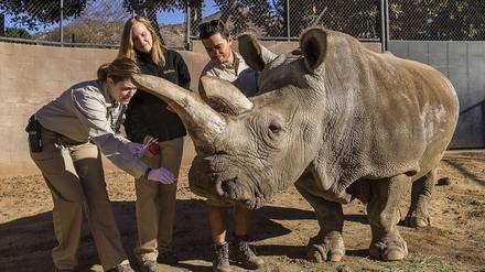 Nashorn "Nola" mit Pflegern im Dezember 2014. Das Nördliche Breitmaulnashorn in Zoo von San Diego ist im November gestorben. 