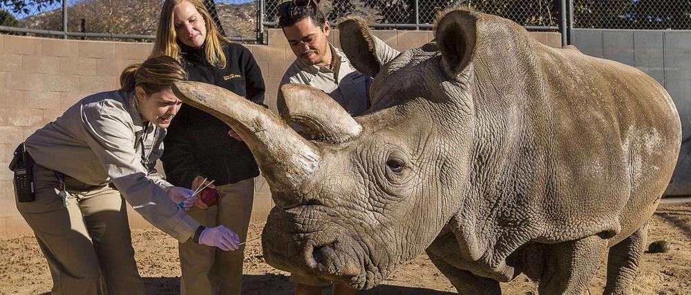 Nashorn "Nola" mit Pflegern im Dezember 2014. Das Nördliche Breitmaulnashorn in Zoo von San Diego ist im November gestorben.