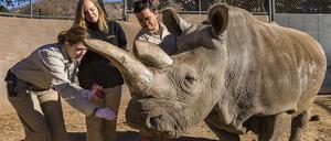 Nashorn "Nola" mit Pflegern im Dezember 2014. Das Nördliche Breitmaulnashorn in Zoo von San Diego ist im November gestorben. 