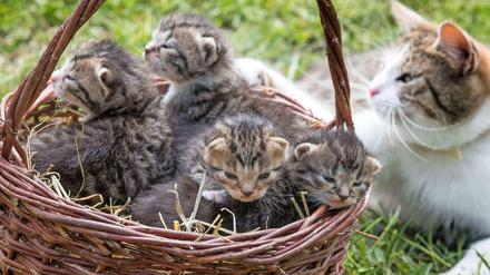 Katzen sind süß. Doch wie viele sind zu viel für eine Mietwohnung? 