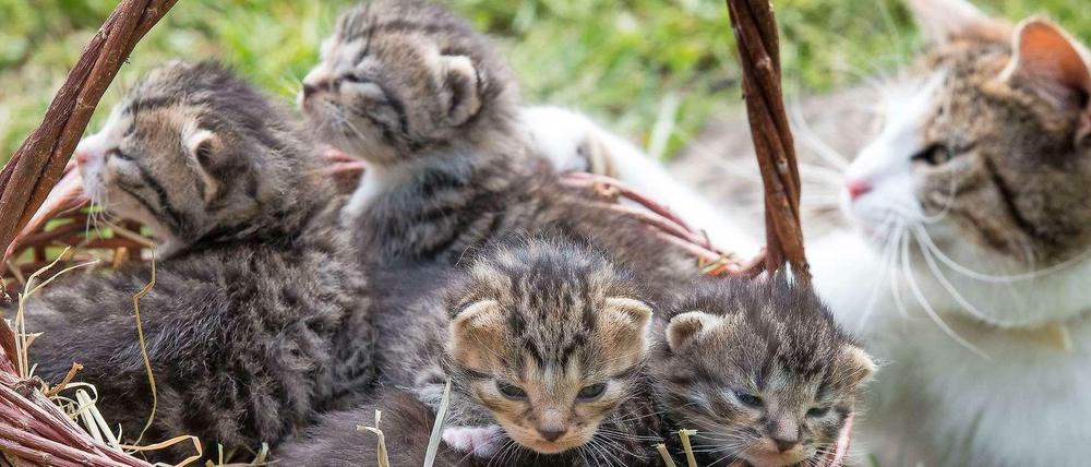 Katzen sind süß. Doch wie viele sind zu viel für eine Mietwohnung? 