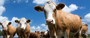 Rinder - sollen in China bald industriell produziert werden. In der Hafenstadt Tianjin soll die weltgrößte Fabrik zum Klonen gebaut werden. 