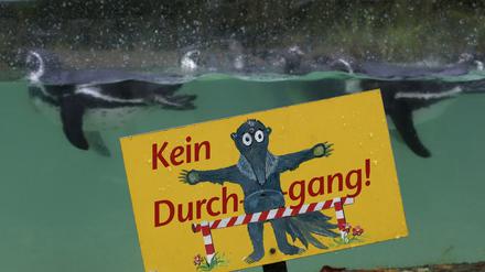 Im Zoo Dortmund ist erneut ein Humboldtpinguin mit Verletzungen tot aufgefunden worden und zwei weitere Pinguine fehlen.