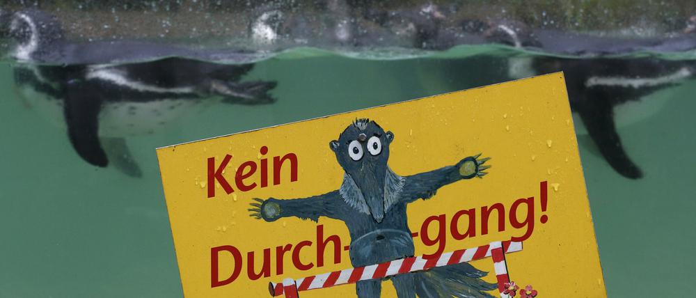 Im Zoo Dortmund ist erneut ein Humboldtpinguin mit Verletzungen tot aufgefunden worden und zwei weitere Pinguine fehlen.