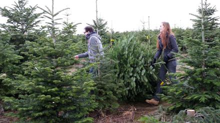 Stamm-Belegschaft. Viele schwören darauf, den Weihnachtsbaum selbst abzusägen.