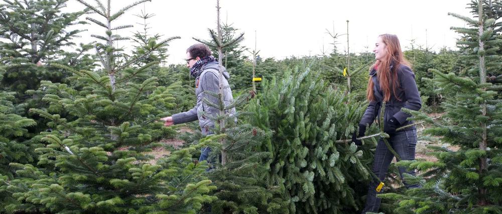 Stamm-Belegschaft. Viele schwören darauf, den Weihnachtsbaum selbst abzusägen.