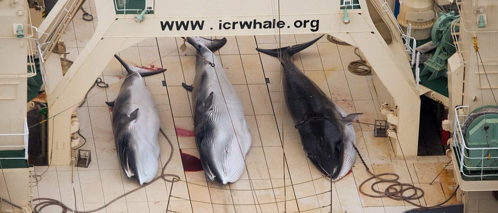 Gefangene Wale auf einem japanischen Schiff in der Antarktis im Januar 2013.