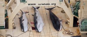 Gefangene Wale auf einem japanischen Schiff in der Antarktis im Januar 2013.