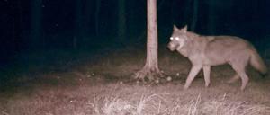 Klick! Die Fotofalle und das Tier.