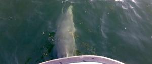 Etwa 15 Minuten begleiteten die beiden Delfine das Boot der Fischereiaufsicht Wismar.