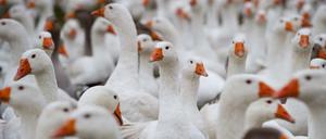 Gänse auf einem Biohof in Kolkwitz unweit von Cottbus (Brandenburg).