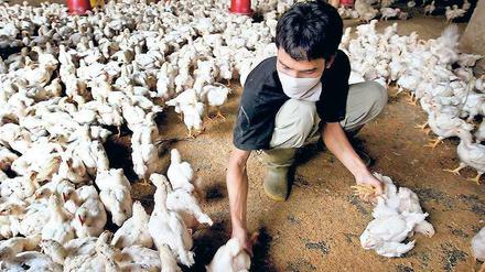 2006 warnte die WHO vor einer Pandemie mit dem Vogelgrippevirus H5N1. Auf Geflügelfarmen wie hier in Jakarta, Indonesien, mussten Hühner getötet werden.