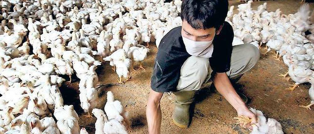 2006 warnte die WHO vor einer Pandemie mit dem Vogelgrippevirus H5N1. Auf Geflügelfarmen wie hier in Jakarta, Indonesien, mussten Hühner getötet werden.