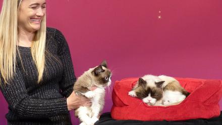 "Grumpy-Cat"-Besitzerin Tabatha Bundesen strahlt, als sie am Dienstag im Wachsfigurenkabinett bei Madame Tussauds in San Francisco in Kalifornien (USA) ihre dreijährige Hauskatze "Grumpy Cat" (l) neben deren neu geschaffene Nachbildung aus Fiberglas, Silikon und künstlichen Haaren hält, die in einem roten Korb liegt.