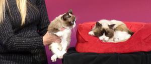 "Grumpy-Cat"-Besitzerin Tabatha Bundesen strahlt, als sie am Dienstag im Wachsfigurenkabinett bei Madame Tussauds in San Francisco in Kalifornien (USA) ihre dreijährige Hauskatze "Grumpy Cat" (l) neben deren neu geschaffene Nachbildung aus Fiberglas, Silikon und künstlichen Haaren hält, die in einem roten Korb liegt.