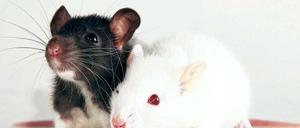 Dick und doof. Fettleibige Ratten schneiden bei Lerntests schlechter ab.