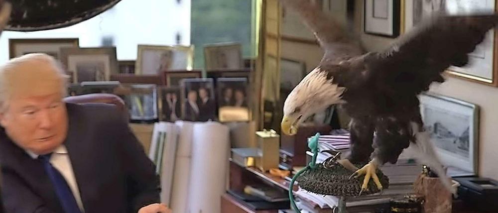 Donald Trump wird während eines Foto-Termins von einem Adler angegriffen. 