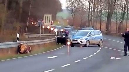 Handy-Aufnahmen zeigen einen Polizisten in Hessen, der einen entlaufenen Bullen mit 20 Schüssen erschießt.