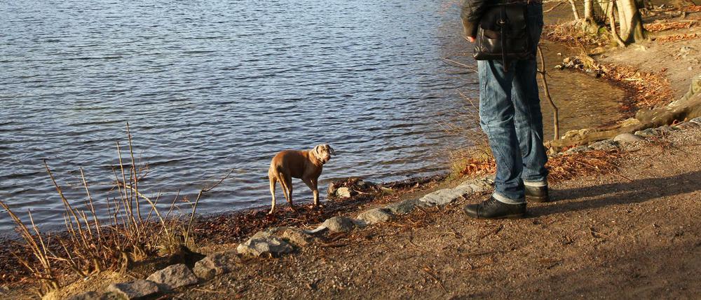 Genau das ist im Moment verboten: Ein Hunde läuft am Ufer des Schlachtensees ohne Leine.