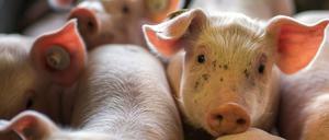 Wenige Tage alten Ferkel liegen am 21.08.2014 in einer Box einer Schweinezuchtanlage in Mecklenburg-Vorpommern.