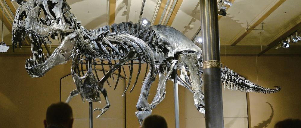 Das große Staunen: "Tristan" im Berliner Naturkundemuseum.