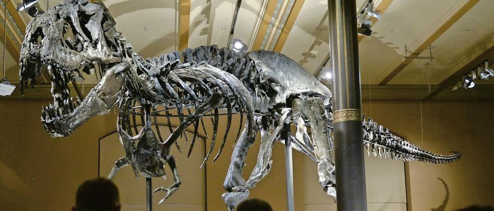 Stolzer Tristan Otto. Vier Meter hoch und zwölf Meter lang ist der Tyrannosaurus rex. 