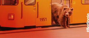 Einen Braunbär in der U-Bahn zeigt eines der offiziellen Berlinale-Plakatmotive für die 66. Berliner Filmfestspiele.
