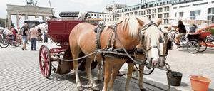 Hier zum Glück noch ruhig: Pferde vor einer Droschke auf dem Pariser Platz.