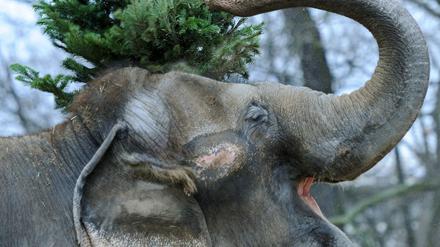 Auch zu Weihnachten kann man in den Zoo gehen. 