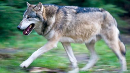 Ein Wolf.