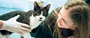 Elena Hanke mit ihrer Katze Miko, die sie nach jahrelangem Suchen wieder gefunden hat.