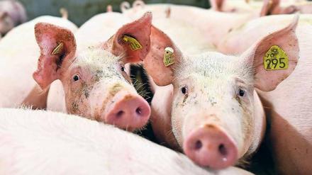 „Dem Schnitzel sieht man nicht an, wie das Schwein gehalten wurde“, sagt Landwirtschaftsminister Meyer. 
