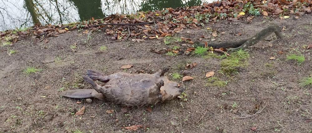 Der tote Biber im Schlosspark Königs Wusterhausen (Brandenburg). Er soll Opfer einer Böllerattacke geworden sein. 