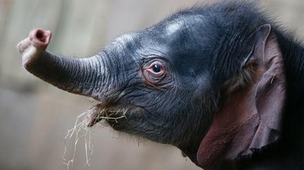 Hallo, Kleiner! Der Minifant ist doch kein Mädchen - und braucht noch einen Namen.