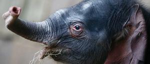 Hallo, Kleiner! Der Minifant ist doch kein Mädchen - und braucht noch einen Namen.