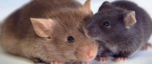 Labormäuse