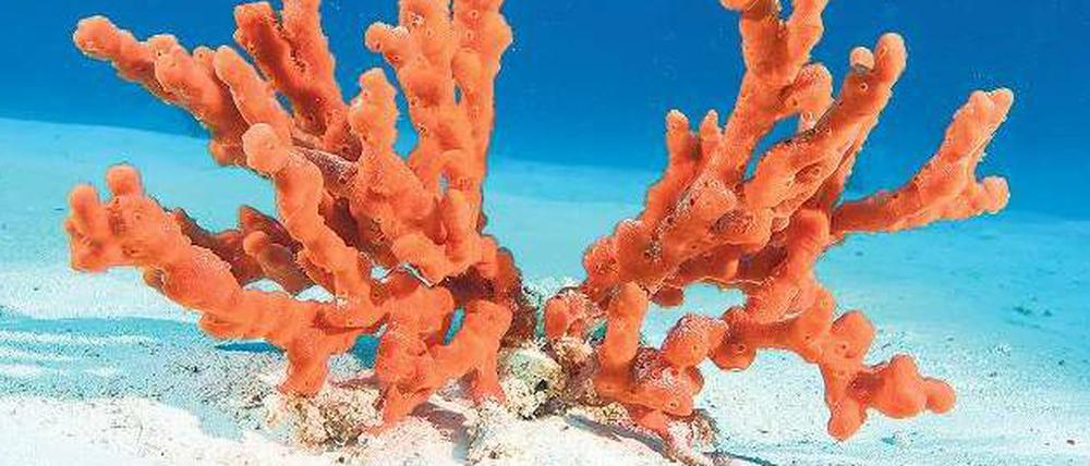 Für die tierischen Vorfahren von Schwämmen wie Latrunculia magnifica (den pazifischen Feuerschwamm) bot die Atmosphäre womöglich schon vor 1,4 Milliarden Jahren genug Sauerstoff zum Überleben.