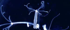 Drei Süßwasserpolypen, bestehend aus einem Schlauch von Haut- und Darmzellen und jeweils acht Tentakeln zum Beutefang, schimmern in bläulichem Licht.