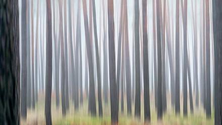 Man sieht ihn nicht vor lauter Bäumen. Der Wald – hier in einer Aufnahme aus Brandenburg – ist der mythische Ort der Deutschen schlechthin. 