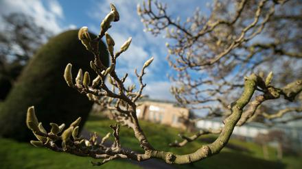 Magnolienknospen. Der wärmste Winter seit langem bringt die Natur durcheinander.