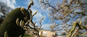 Magnolienknospen. Der wärmste Winter seit langem bringt die Natur durcheinander.
