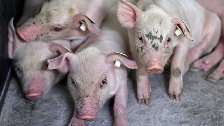 Auch zahlreiche Ferkel kamen in den Flammen ums Leben (Symbolfoto). 