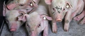 Auch zahlreiche Ferkel kamen in den Flammen ums Leben (Symbolfoto). 
