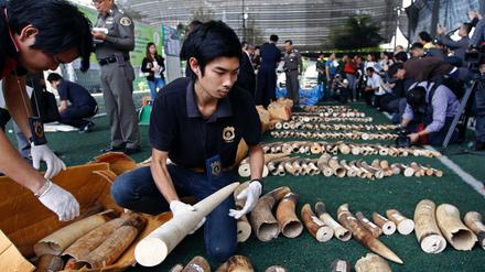 Überall in Asien sind 2015 Hunderte Stoßzähne afrikanischer Elefanten beschlagnahmt worden. Seit drei Jahren werden mehr Elefanten gewildert als geboren werden. 